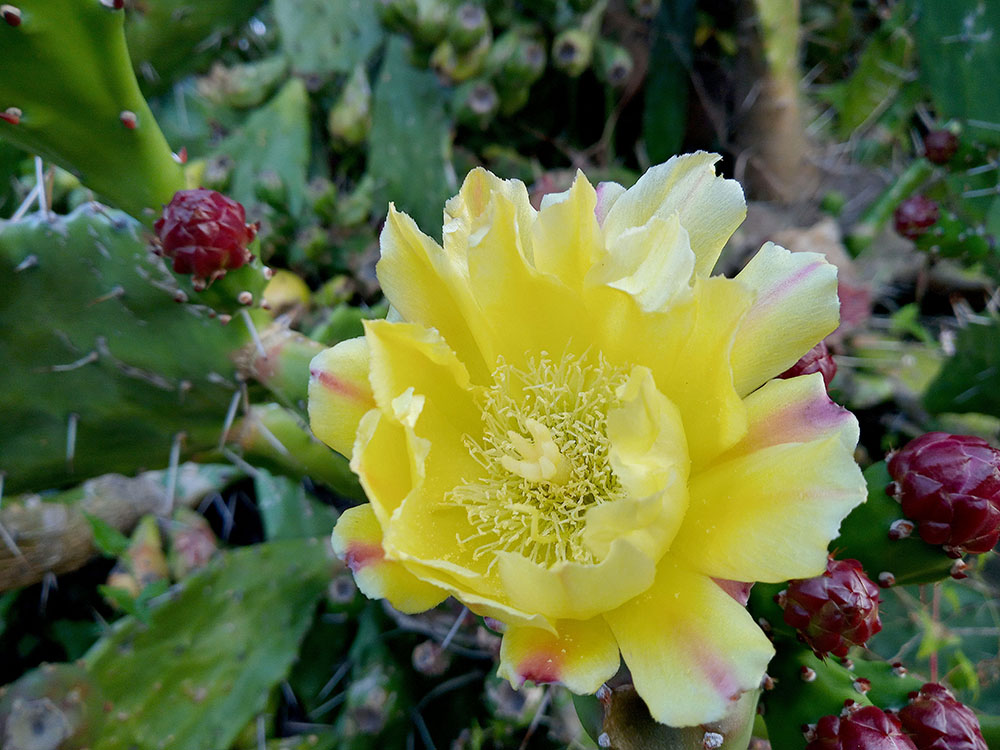 손바닥 선인장 백년초