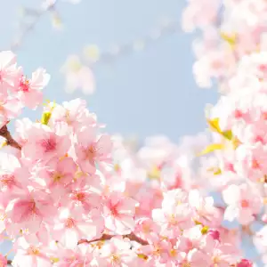 벚꽃 개화 시기