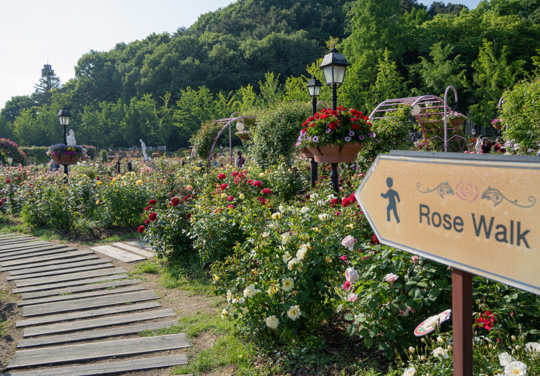 에버랜드 장미원