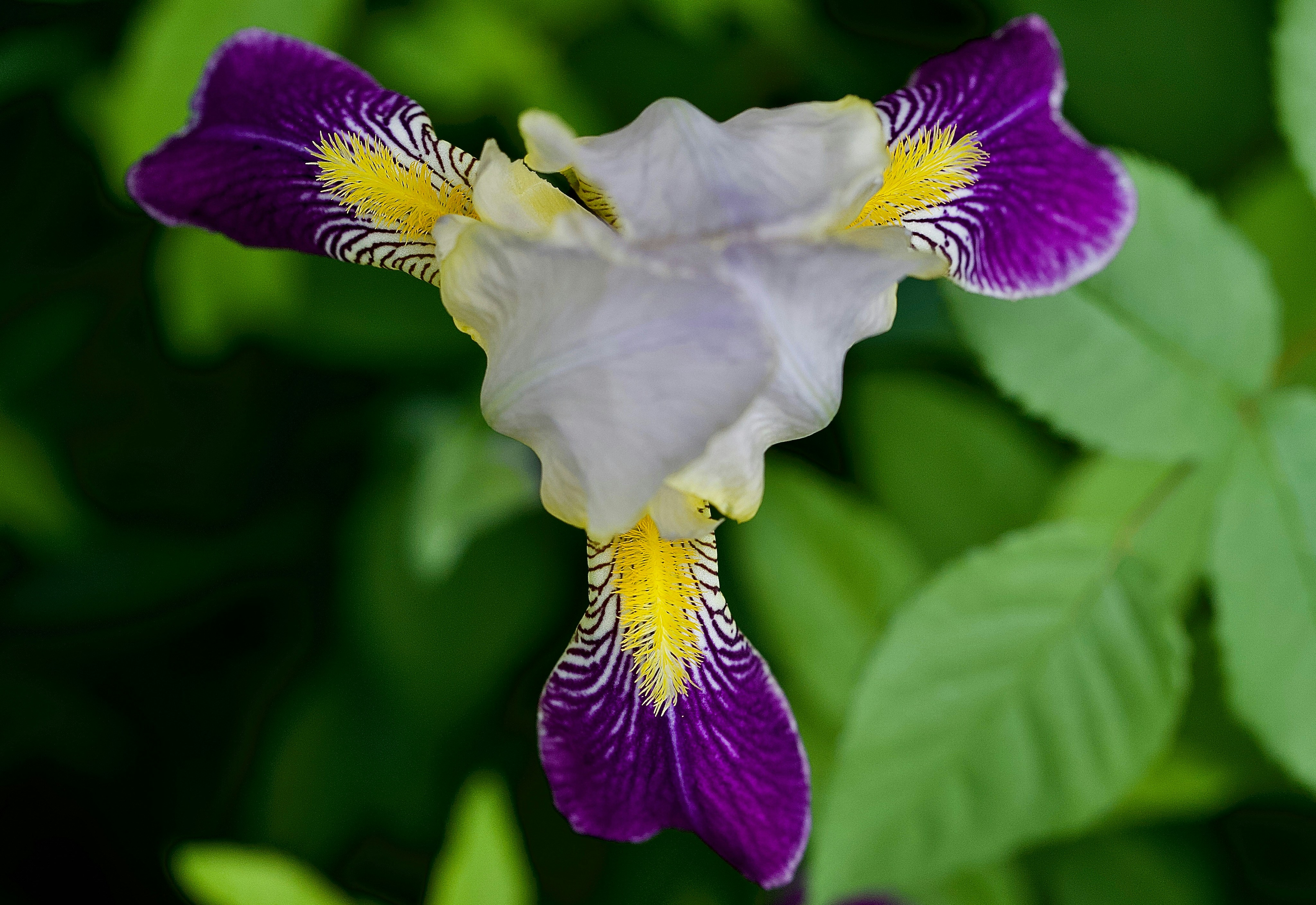 꽃말 이쁜 꽃과 15가지 인기 꽃말 모음 및 의미