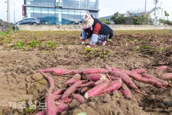 &amp;quot;고구마