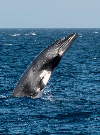 밍크고래 불법 포획 유통 판매 밍크고래고기 불법 판매