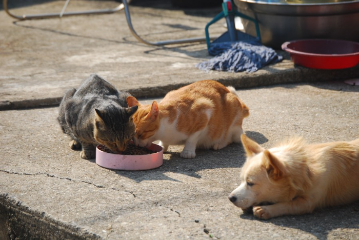 시골 고양이 밥 먹는 모습