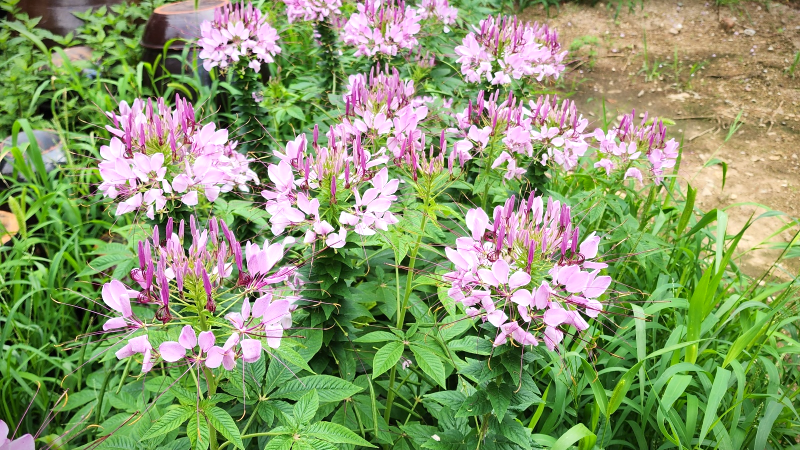 풍접초(風蝶草),족두리꽃, 백화채, 양각채