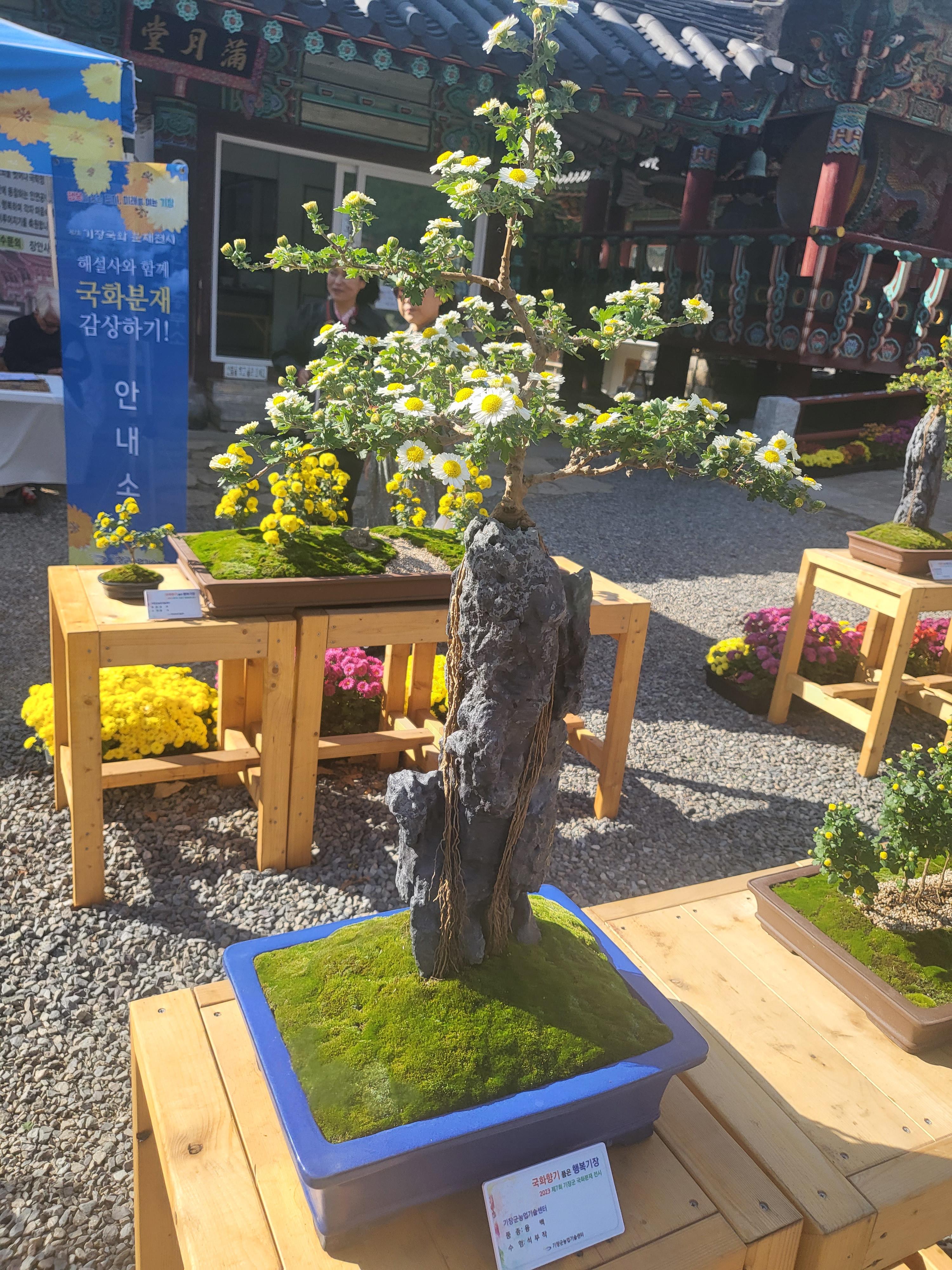 국화 향기 가득한 부산 기장 장안사 제 7회 기장 국화분재전시회가 열렸습니다.