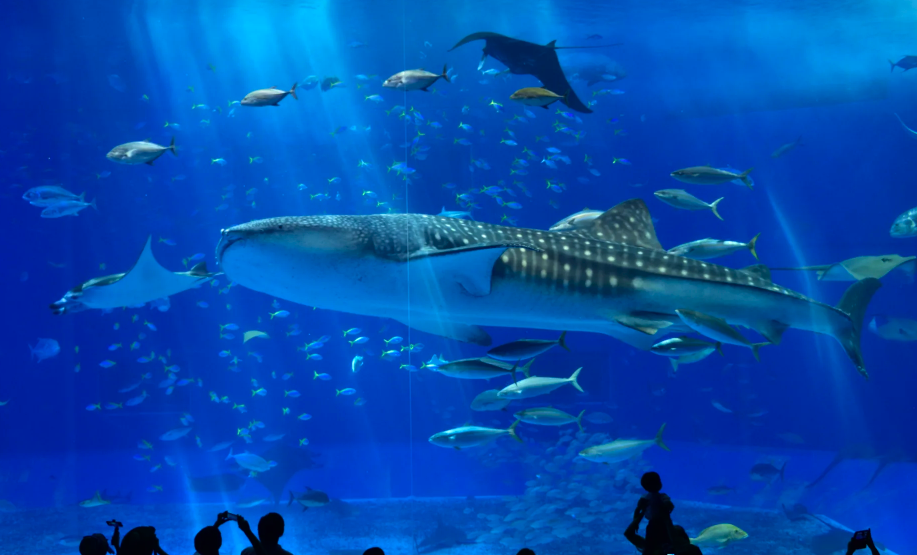 추라우미 수족관