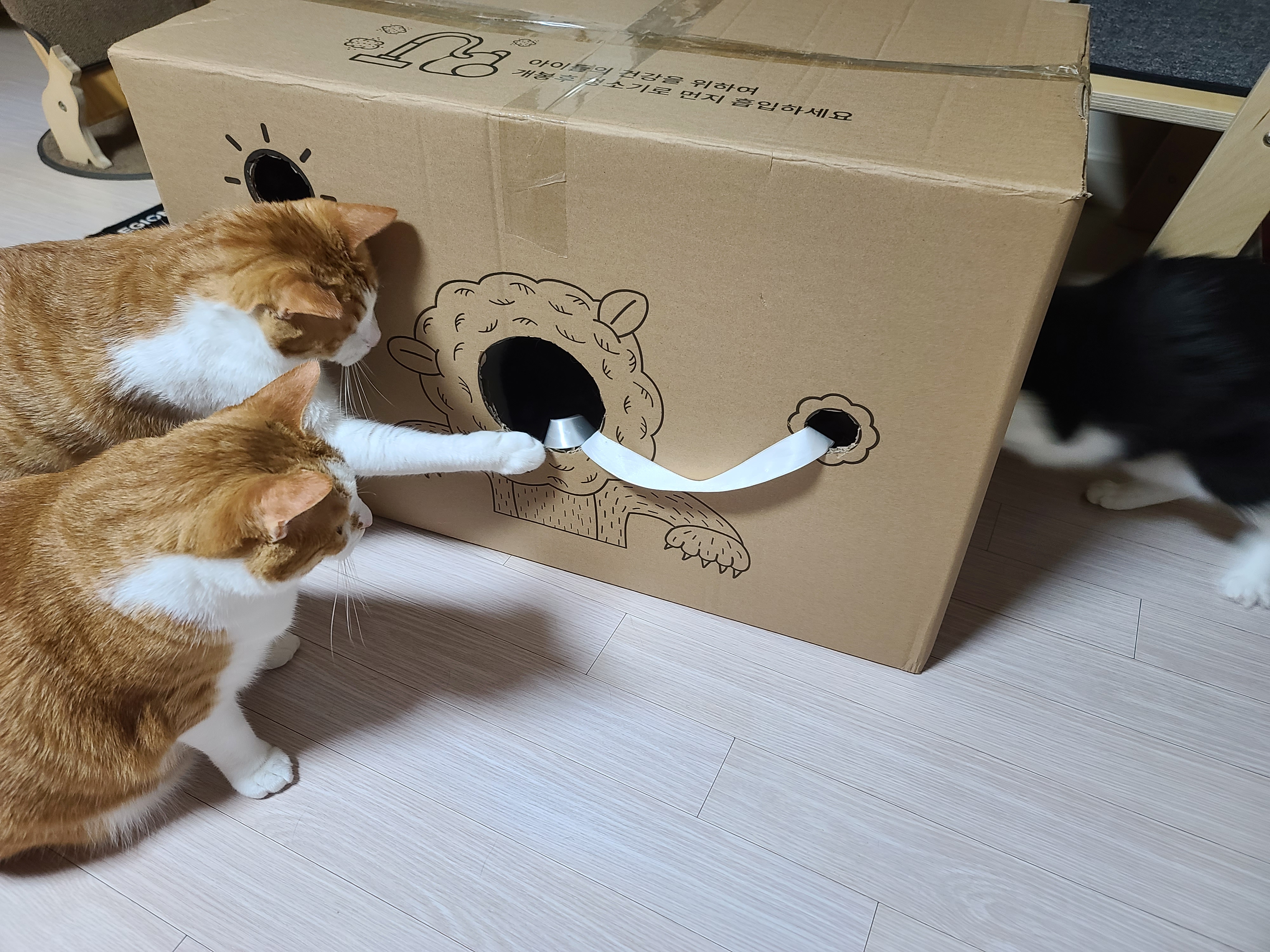 고양이들에게 귀여운 박스놀이터가 생겼다.(feat.가성비 좋은 고양이장난감)