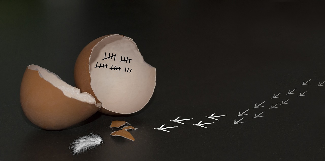 반으로 깨진 달꺌 껍질