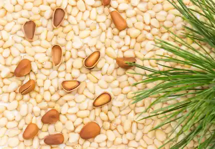 잣 효능효과 영양성분&amp;#44; 먹을 때 주의점