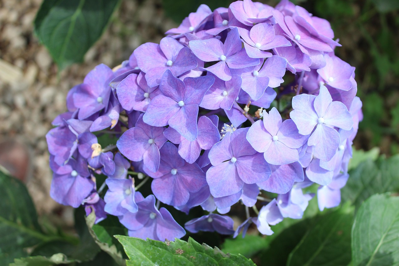 서울 노원 초안산 수국동산
