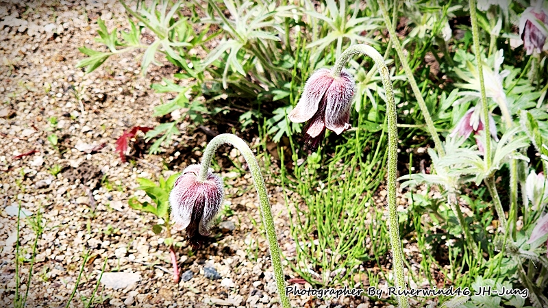 할미꽃, 백두옹(白頭翁) Pulsatilla Koreana