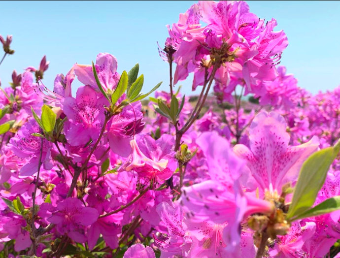 [6월 축제]제21회 양산 천성산 철쭉제❘기간, 일정, 프로그램 정리