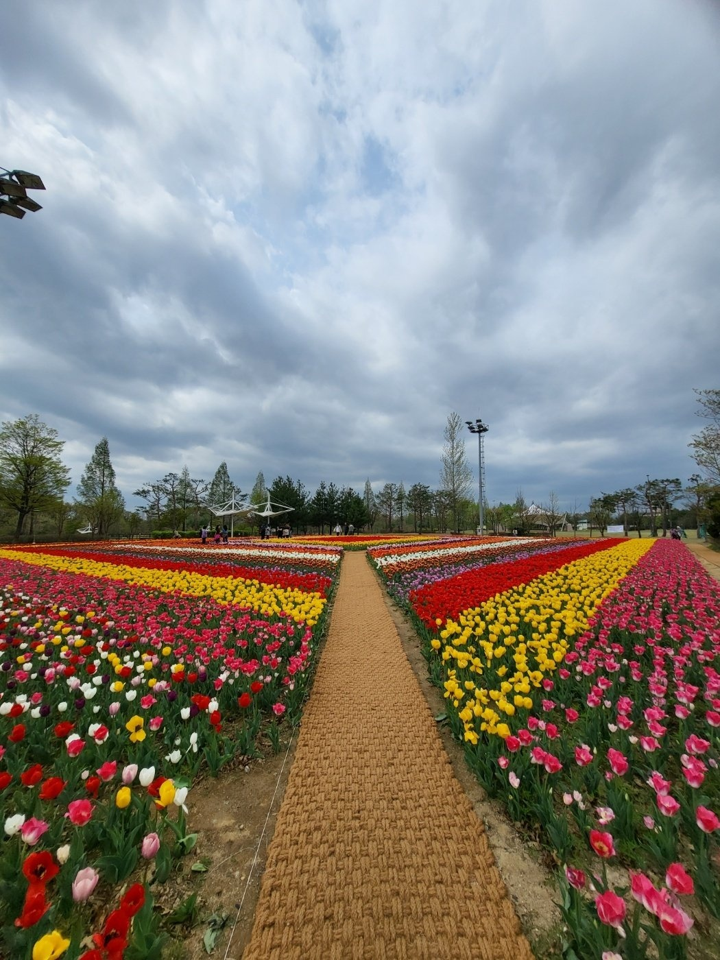 청주 튤립(문암생태공원)