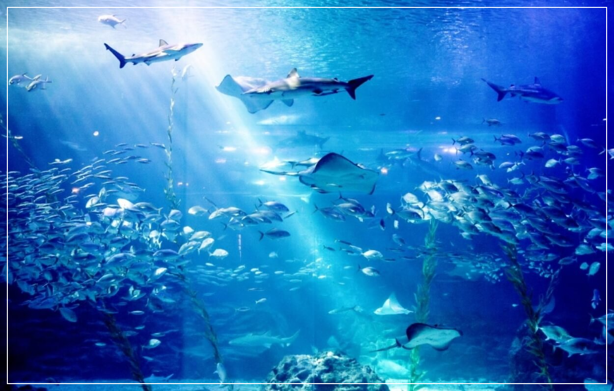 제주도 가볼만한곳 베스트10 아쿠아플라넷 제주