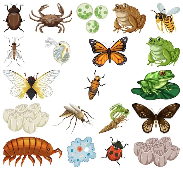 곤충과 동물의 차이점 생물 분류 기준과 이해 돕기_4