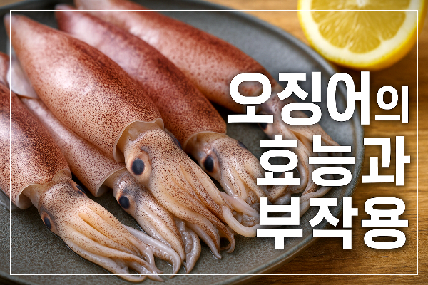 오징어의 효능과 효과 영양성분 및 부작용