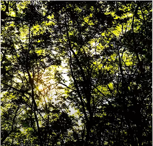 Ai 그림 그리기 사이트