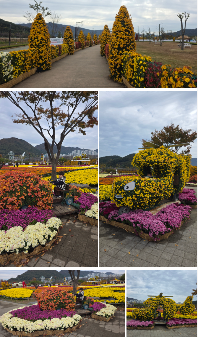 양산 아이와 가볼 만한 곳 : 황산공원 국화축제(11월) & 불빛정원(1월) 방문 후기