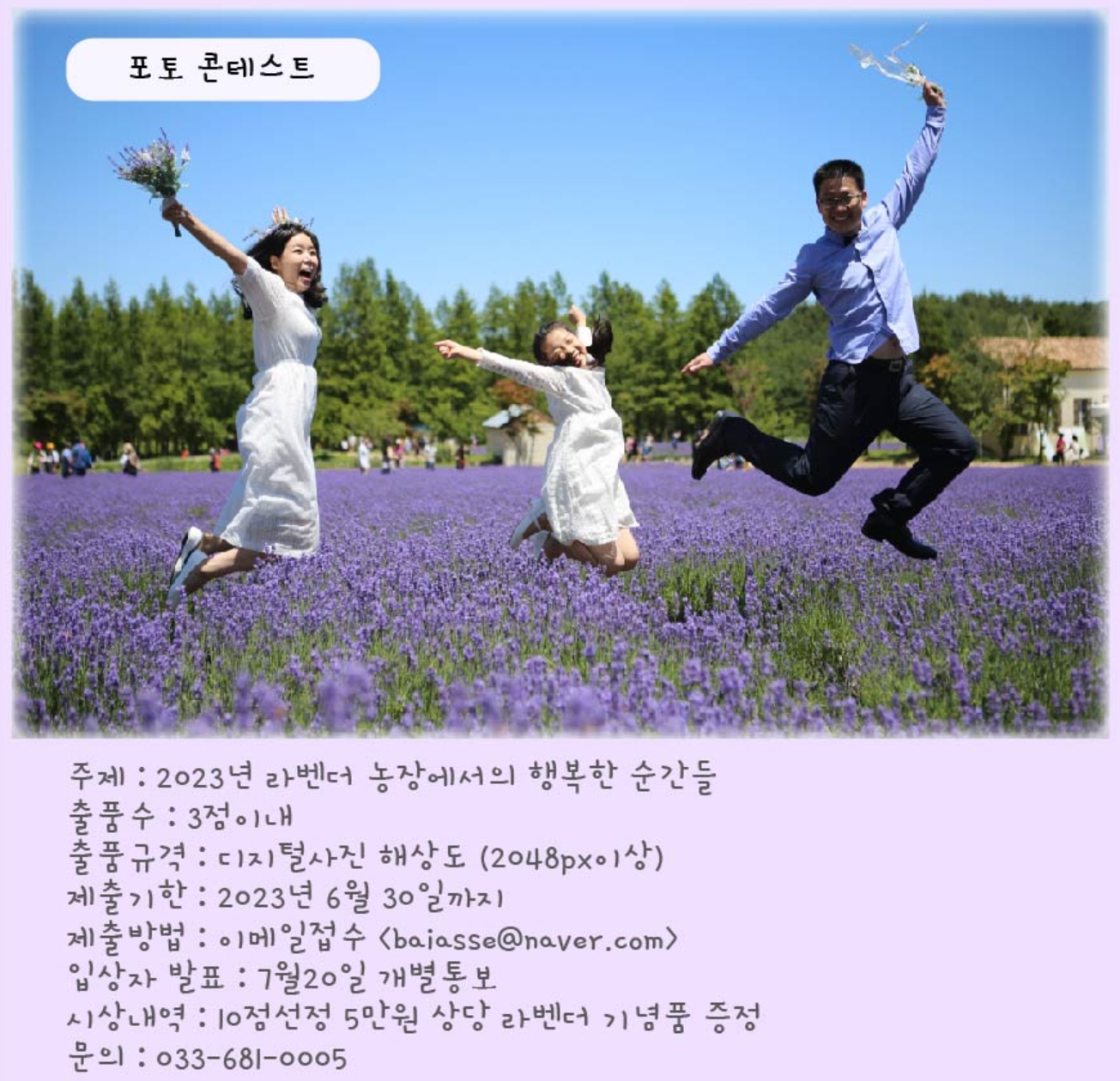 하늬팜 라벤더축제 개화상황