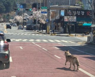 대전 늑대 동물원 오월드 탈출 퓨마 포획 상황