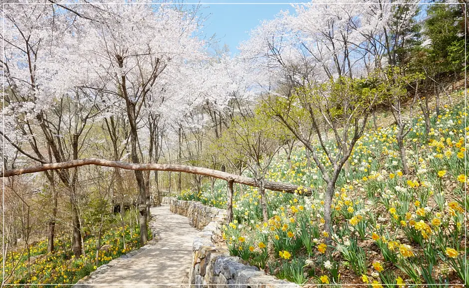화담숲봄수선화축제