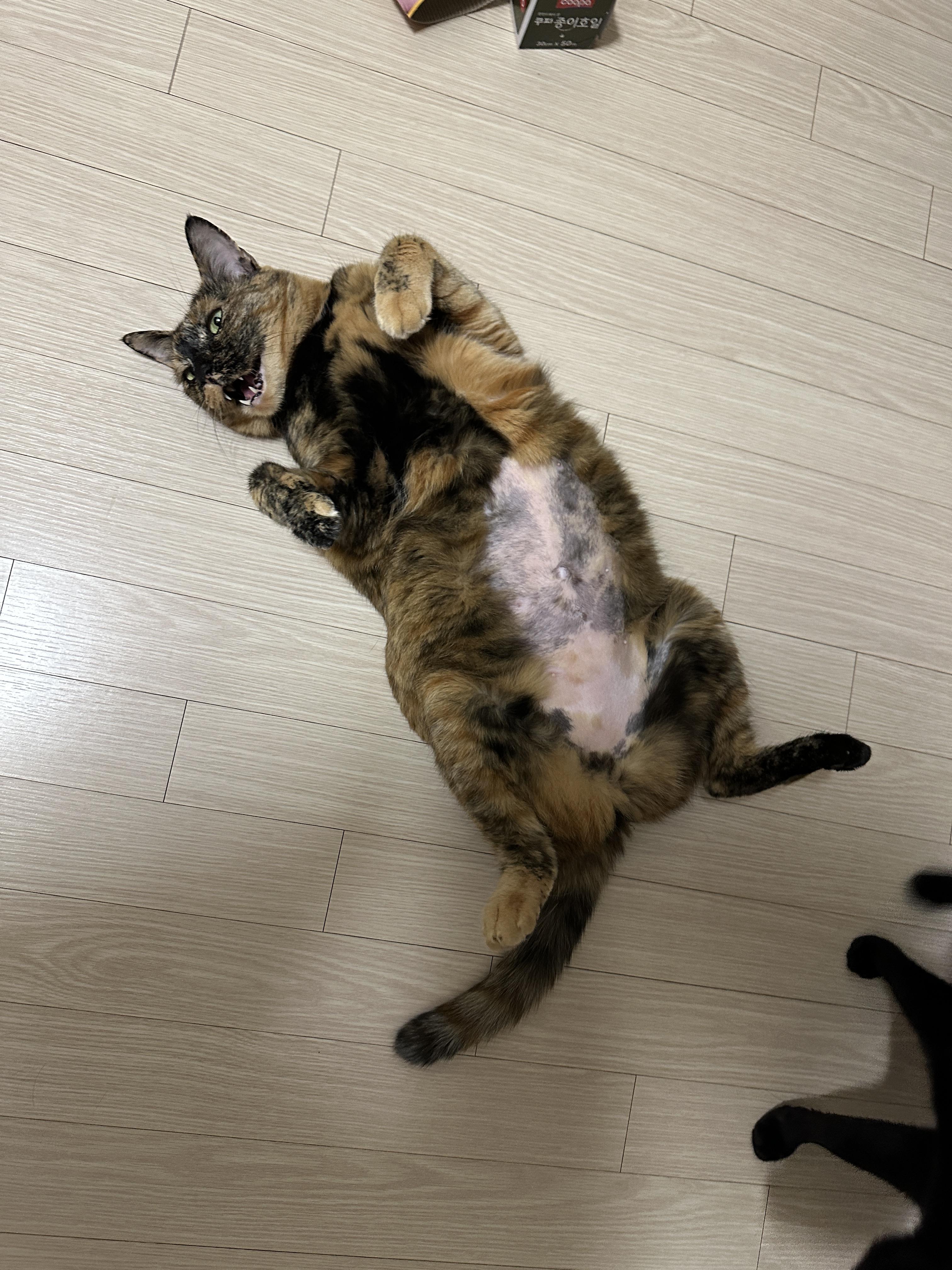 발라당발라당_기분좋은_카오스고양이_사랑이_1
