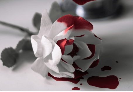 피꿈 해몽 풀이