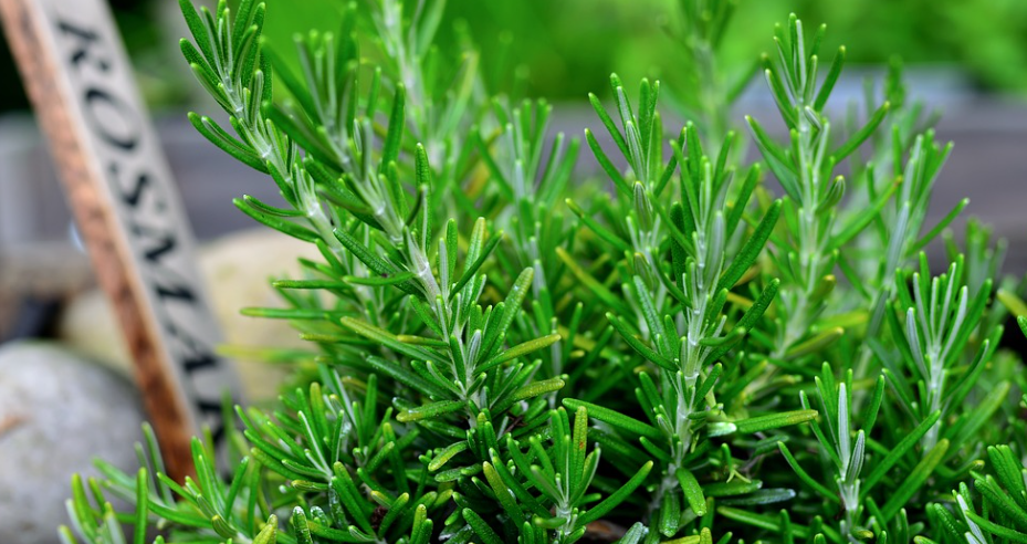 로즈마리 (Rosemary)