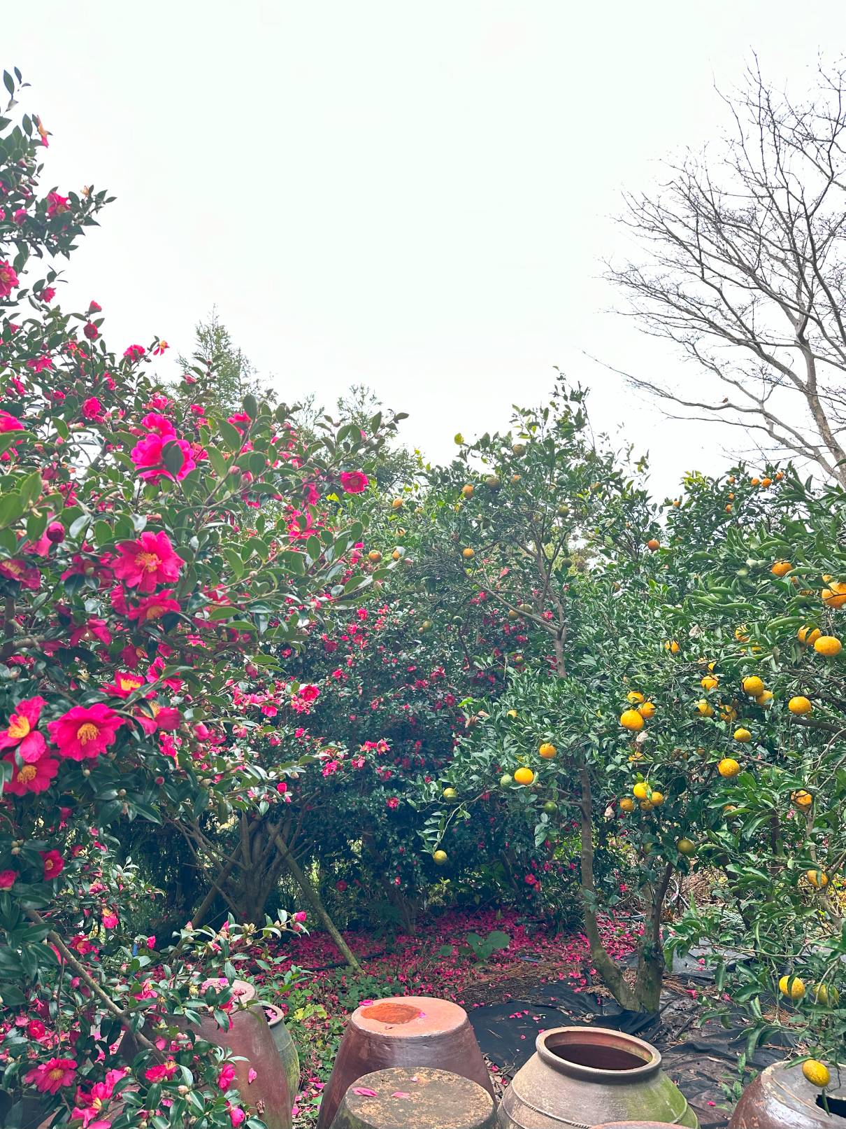 제주 휴애리 자연생활공원 사진1