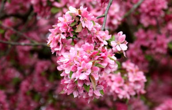 2025년 서울 벚꽃개화시기 예측(+서울 벚꽃 명소추천)