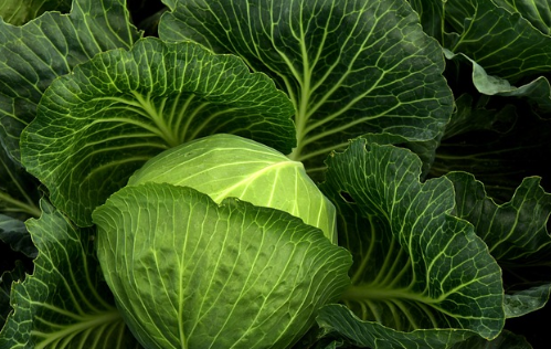 양배추즙의-효능2