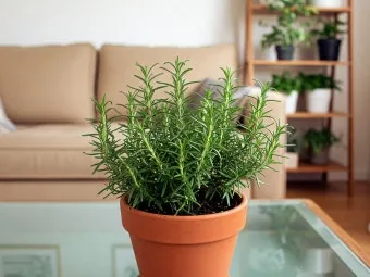 화분 잎끝마름 해결 습도관리 분무타이밍 물주기조절 실내가습 요령_14