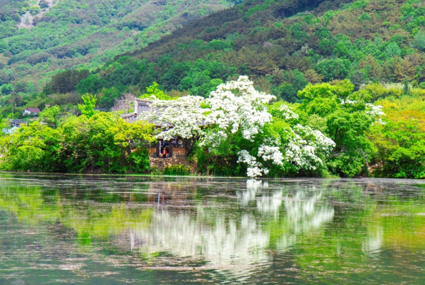 밀양 위양지 이팝나무
