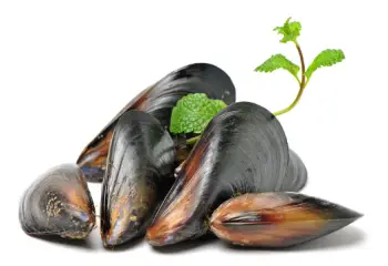 홍합 효능 및 영양성분, 가격