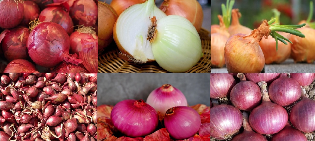 양파의 효능