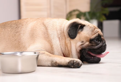 개가 물을 마시지 않는 이유는?