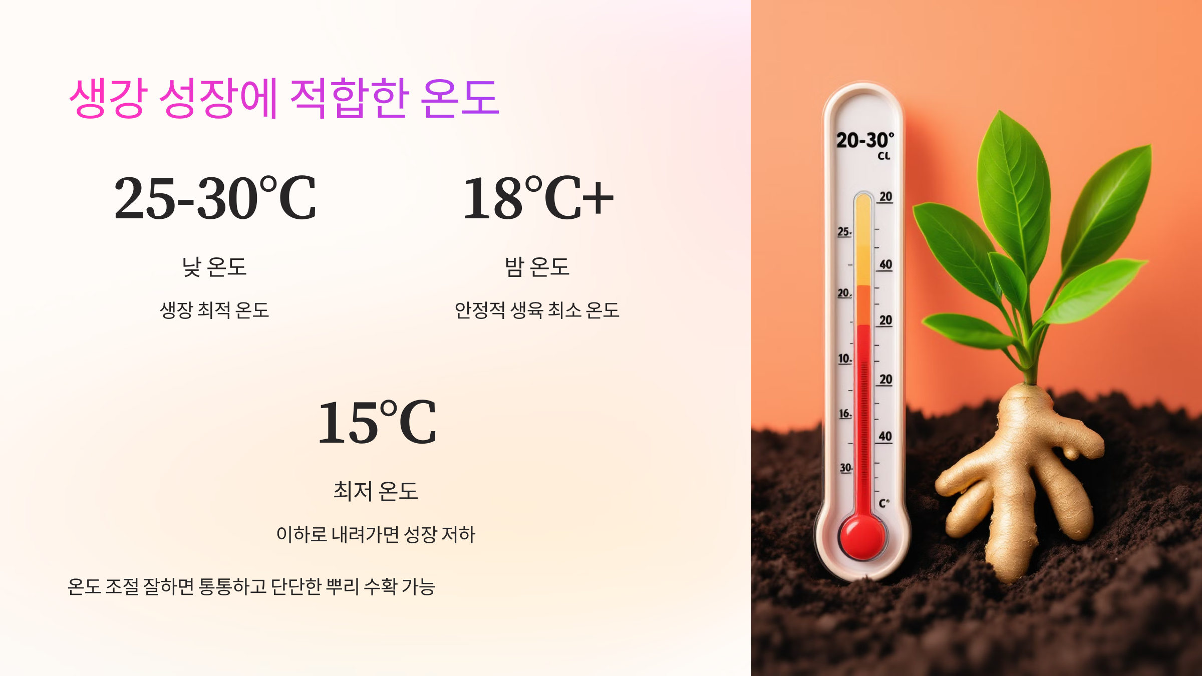 🌡️ 생강 성장에 적합한 온도