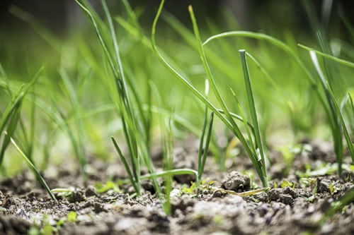 쪽파 심는 시기, 파종 재배 방법(김장쪽파, 가을쪽파)