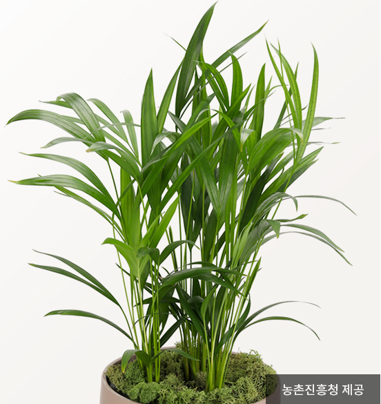 공기정화식물-아레카야자