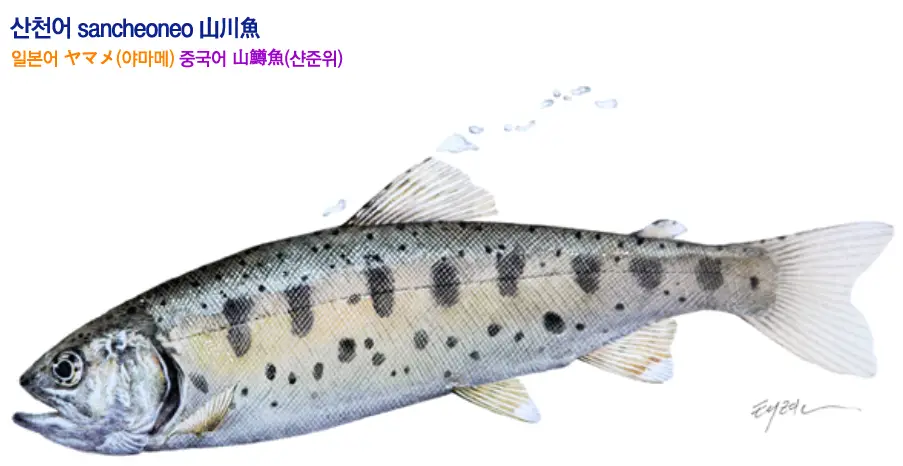 산천어란
