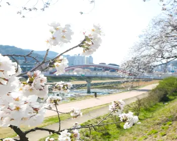 정읍 벚꽃축제_15