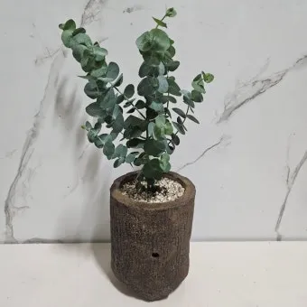 유칼립투스 물주기 향기유지 가지치기 환기관리 실내에서 키우는 요령_9