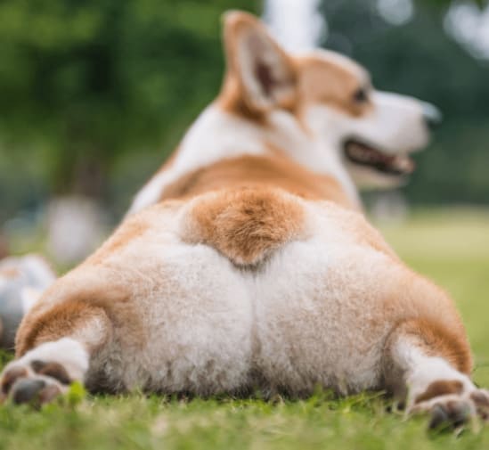 강아지들이 바닥에 대자로 쭉 뻗은 이유 Dogs lying with their legs stretched out on the floor...Why?