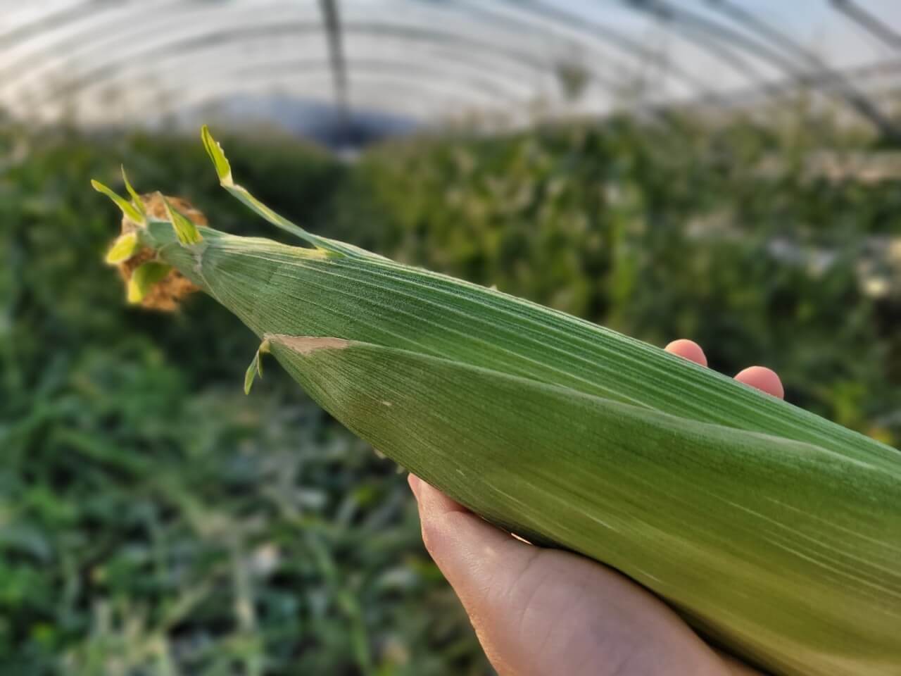 오늘N 가족이뭐길래 경남 밀양 혈당케어 건강쌀 브랜드 초당옥수수 수미감 농부로 주문방법 오늘N 2495회