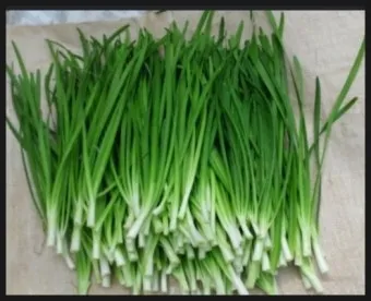 텃밭 부추 쪽파 재배 다년생 관리 수확주기 웃거름 월동_18