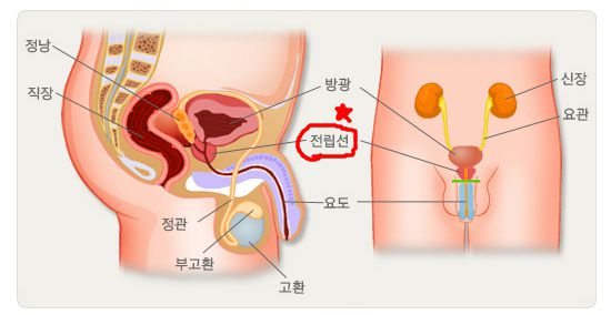 전립선 구조와 위치