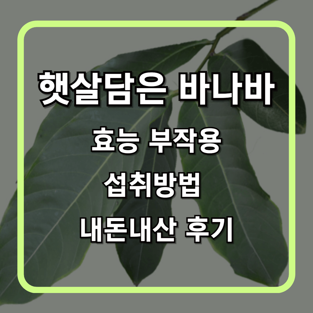 햇살담은 바나바 효능 부작용 섭취방법 내돈내산 후기