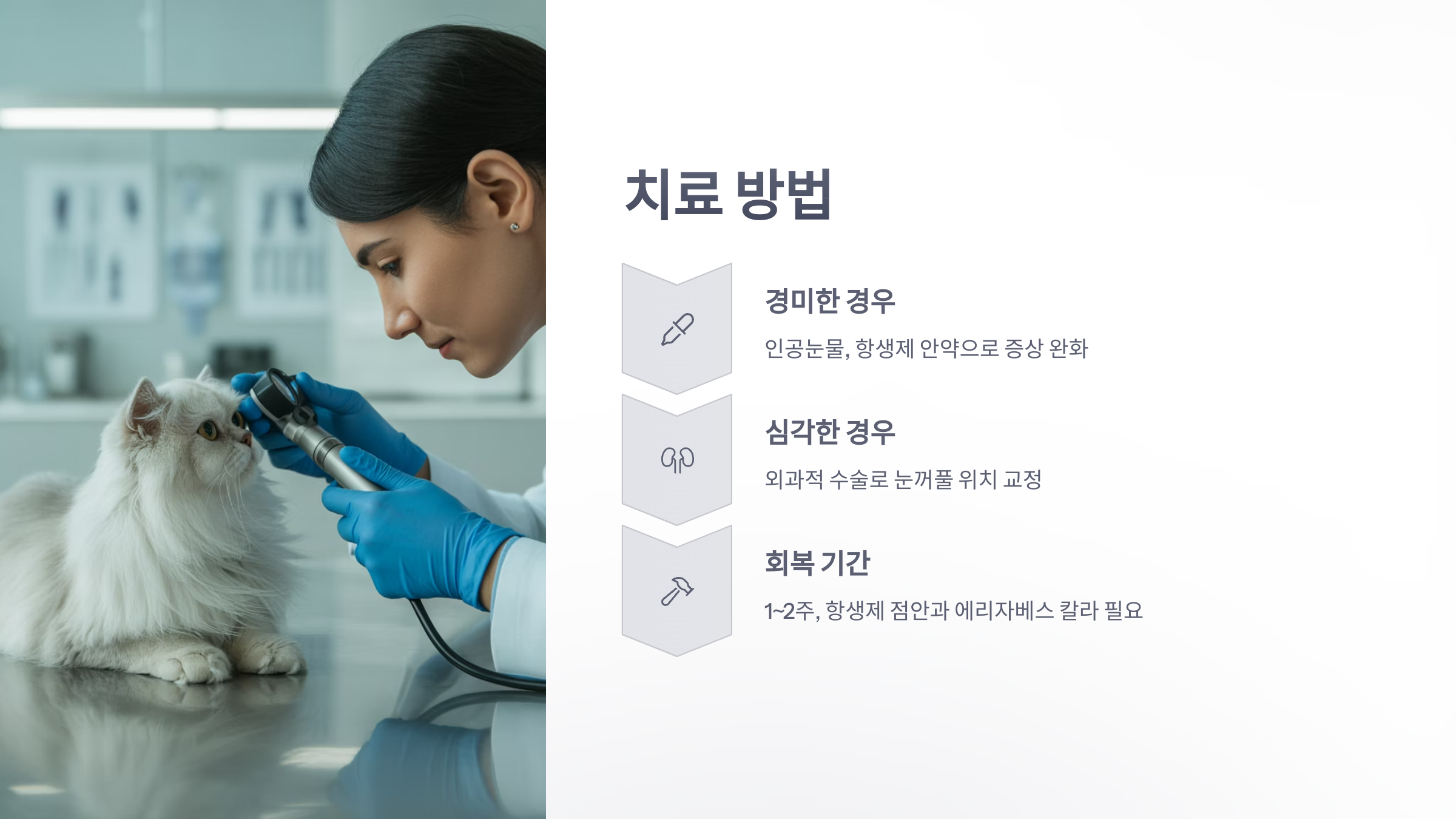 참조-고양이,-안검내반증-4