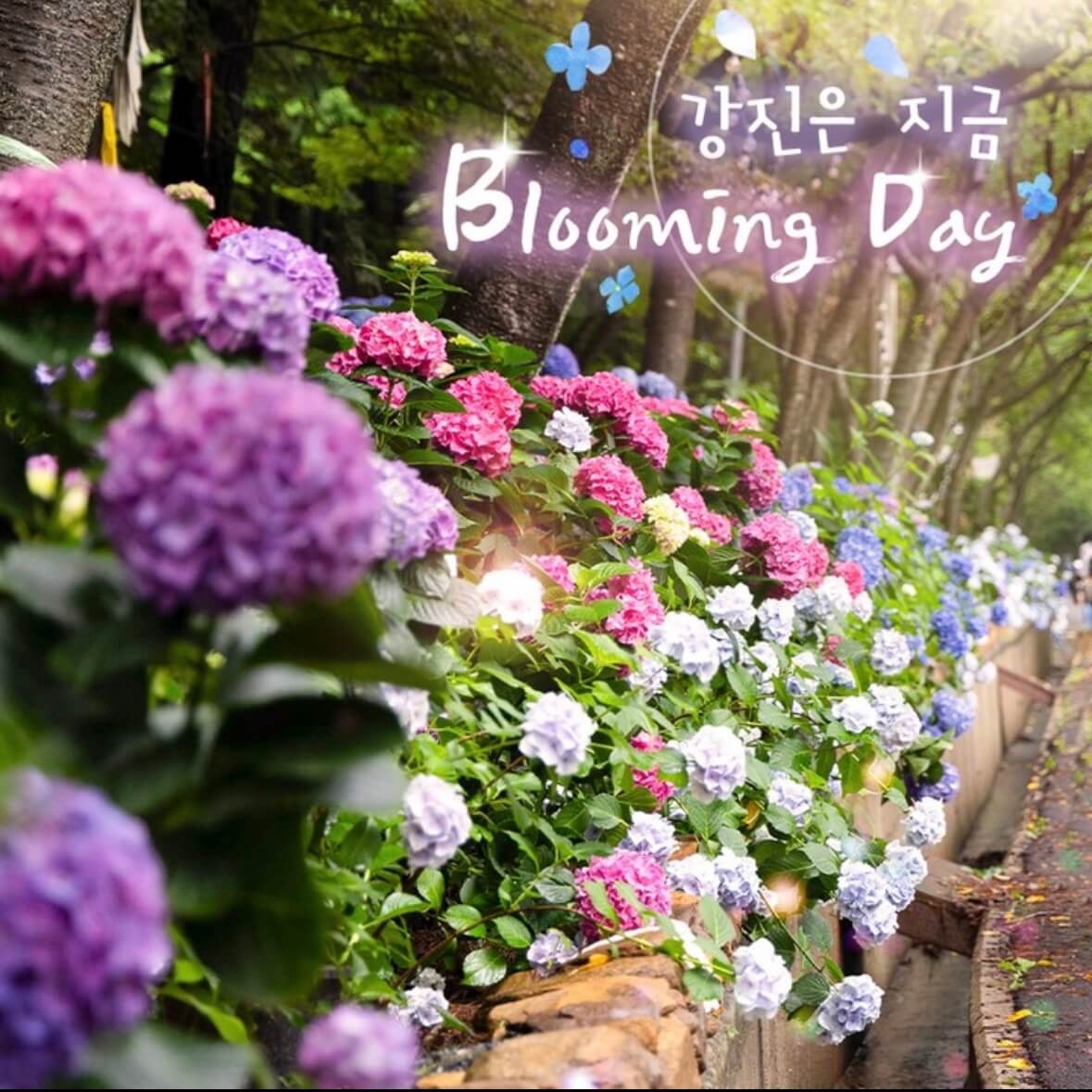 강진수국길축제