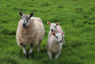 양띠 2025년 운세